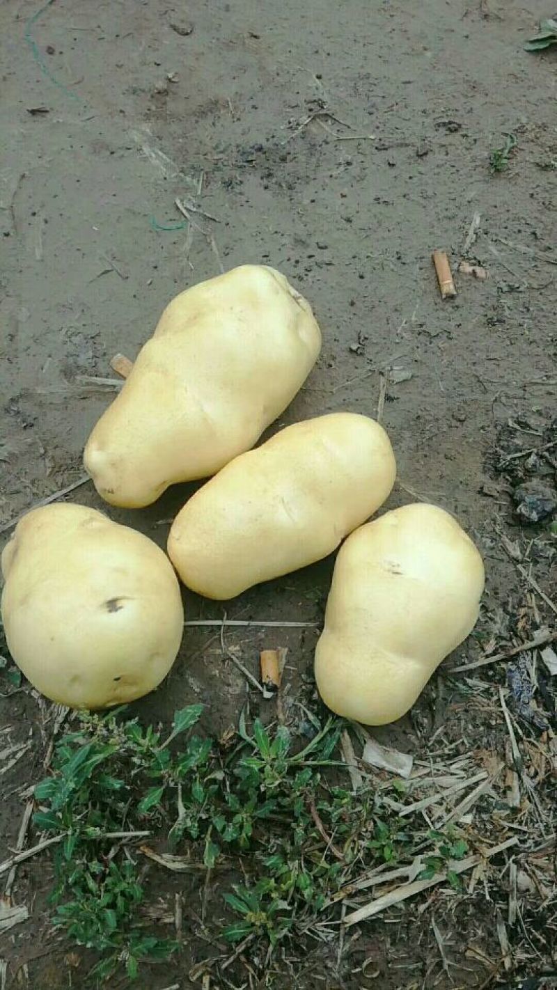 新鲜土豆即将上市静待花开