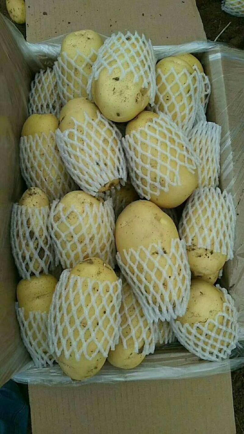 新鲜土豆即将上市静待花开