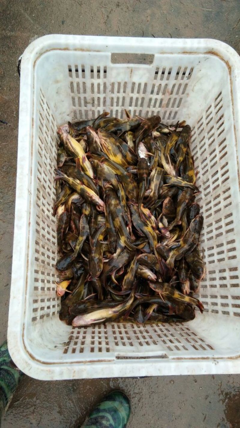 1斤八尾到三尾黄桑鱼全部为水库鱼质量非常好