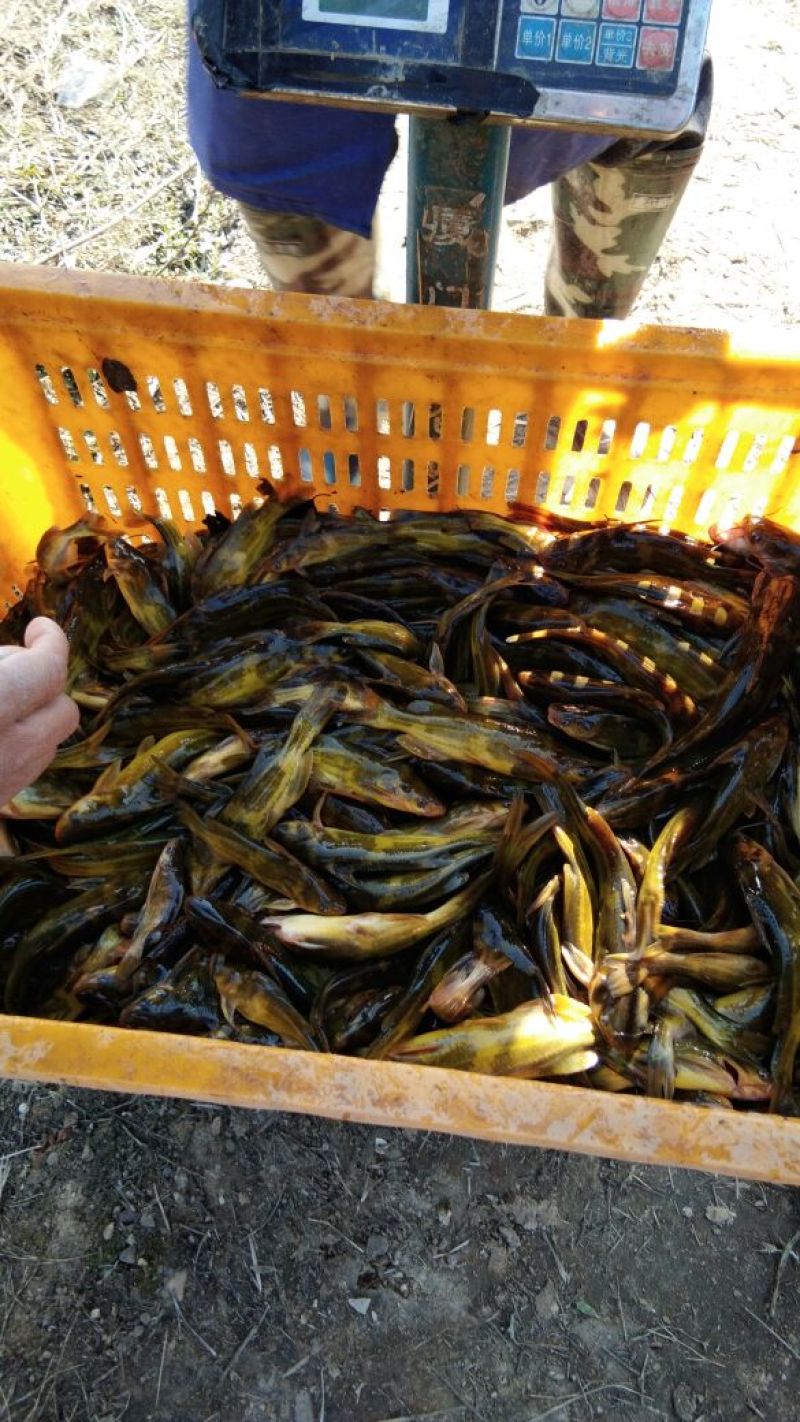 1斤八尾到三尾黄桑鱼全部为水库鱼质量非常好