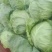 石家庄老王疏菜批发甘蓝1～2公斤，可视频看货。