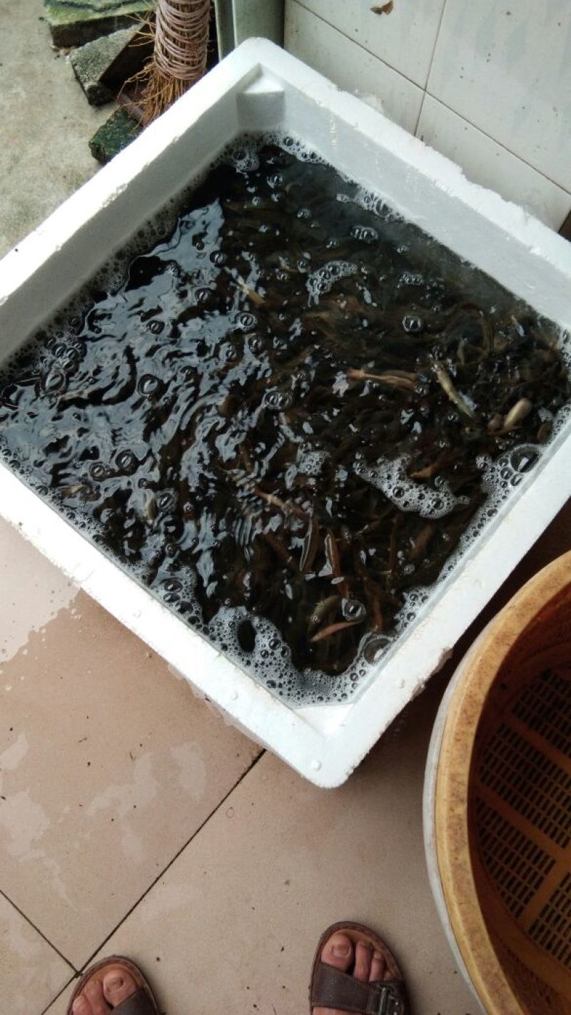 大自然中生长圆泥鳅，这个狡猾的小家伙不好抓。