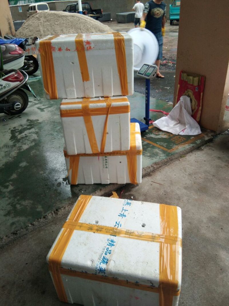 大自然中生长圆泥鳅，这个狡猾的小家伙不好抓。