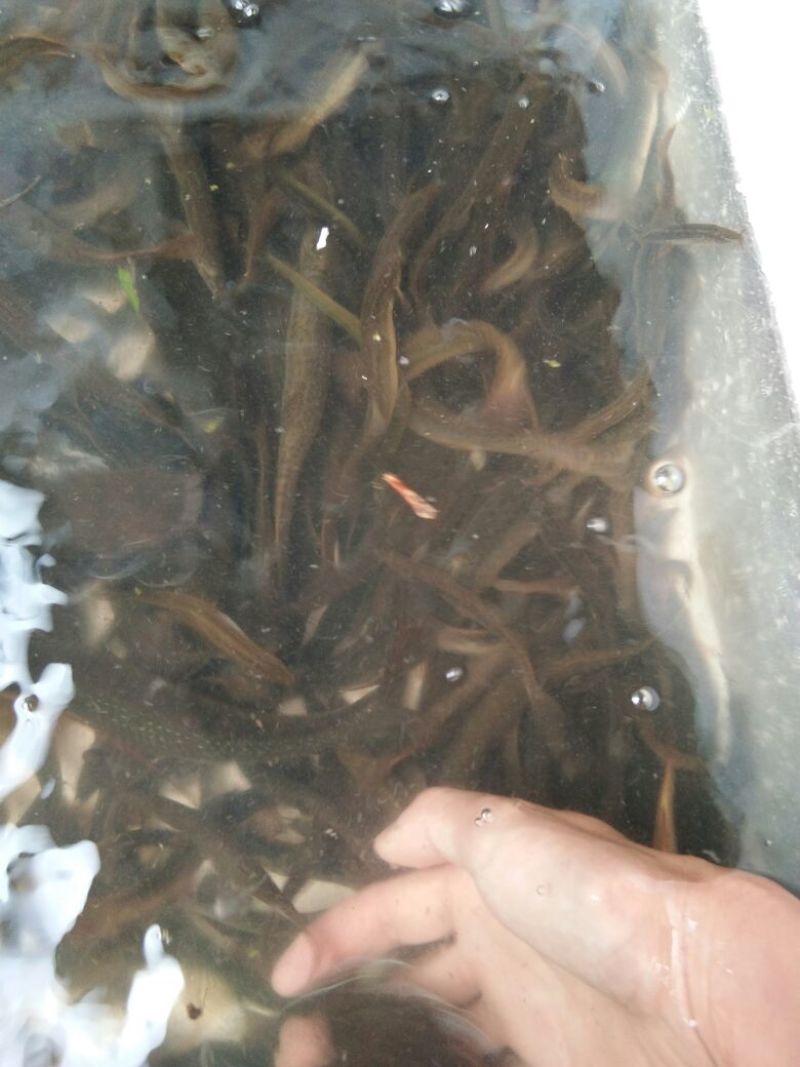 大自然中生长圆泥鳅，这个狡猾的小家伙不好抓。