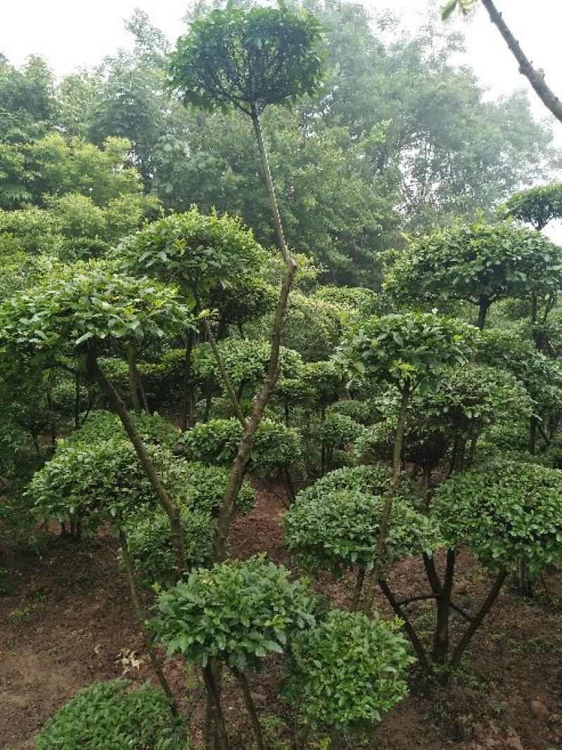 小叶女贞造型欢迎选购