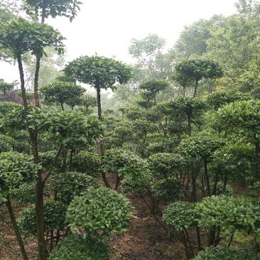 小叶女贞造型欢迎选购