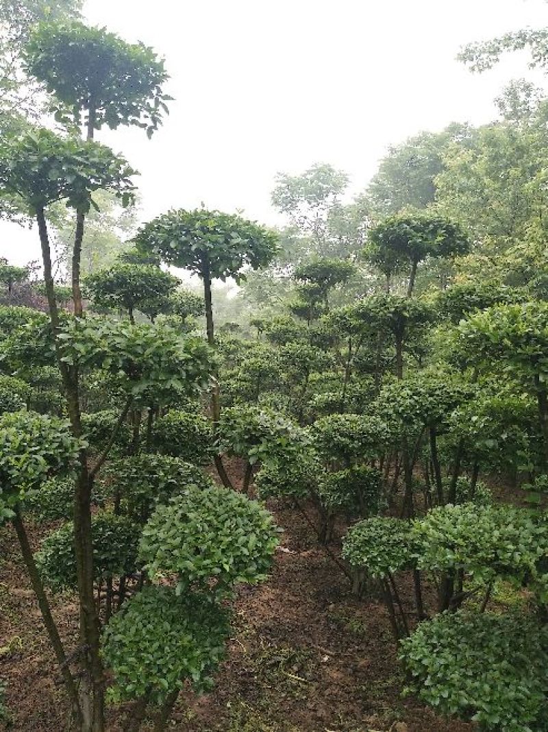 小叶女贞造型欢迎选购