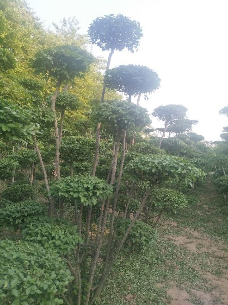 小叶女贞造型欢迎选购