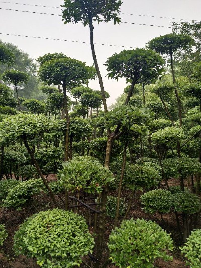 小叶女贞造型欢迎选购