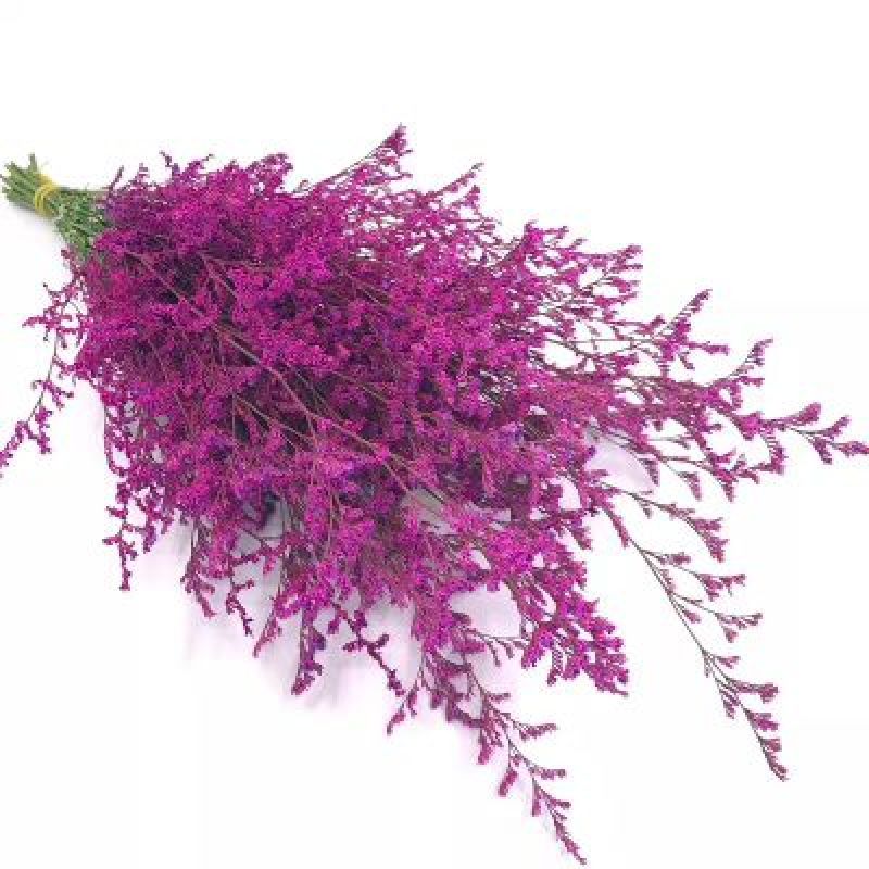 玫瑰花30~50cm