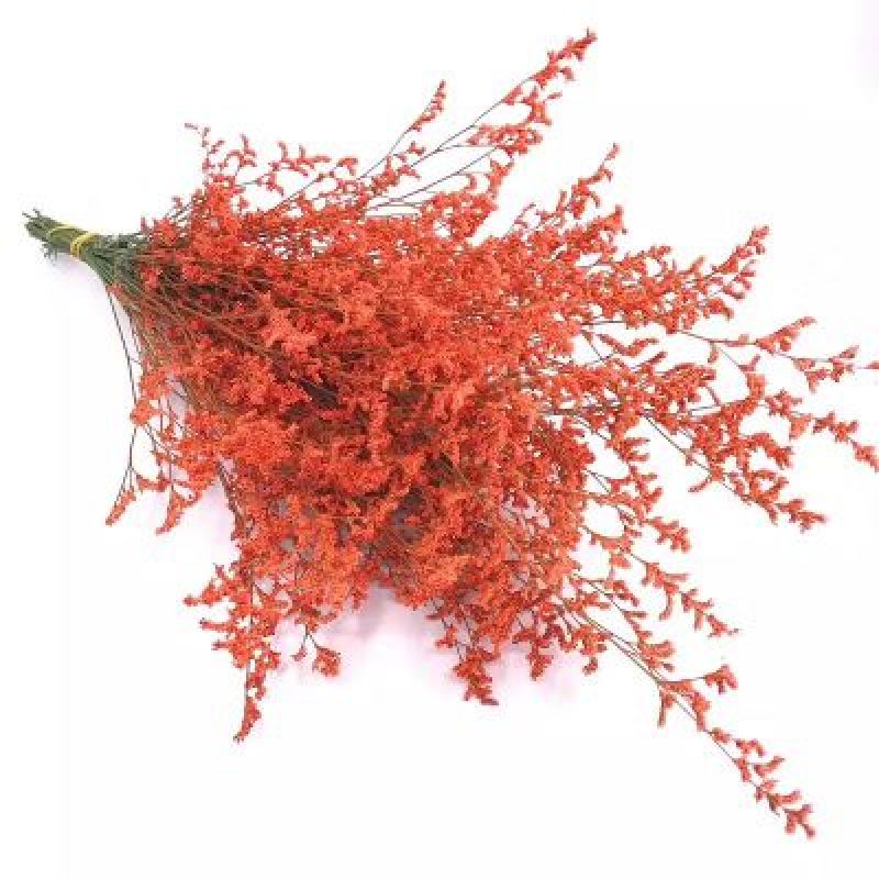 玫瑰花30~50cm