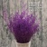 玫瑰花30~50cm