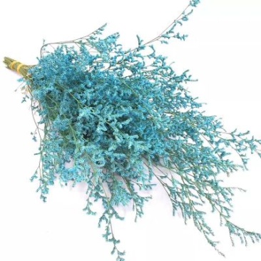 玫瑰花30~50cm
