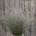 玫瑰花30~50cm