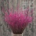 玫瑰花30~50cm