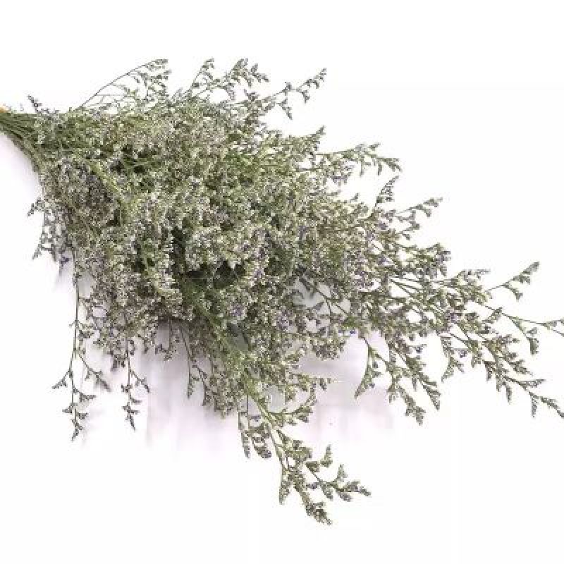 玫瑰花30~50cm