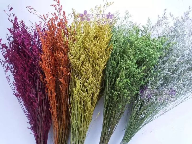 玫瑰花30~50cm