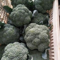 精品西蓝花产地发货量大质优商超供货品质欢迎联系