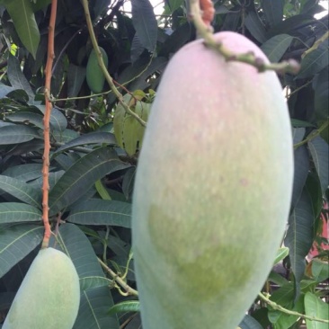 金煌芒8两以上