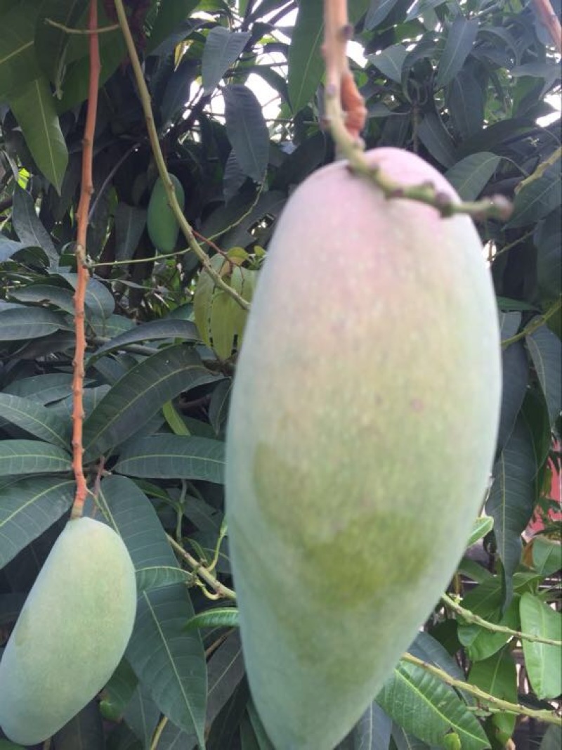 金煌芒8两以上
