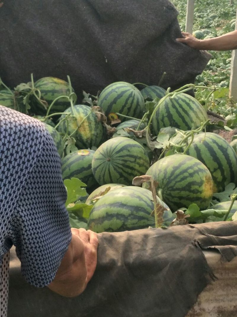 京欣西瓜甜王6斤打底9成熟1茬
