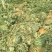 京欣西瓜甜王6斤打底9成熟1茬