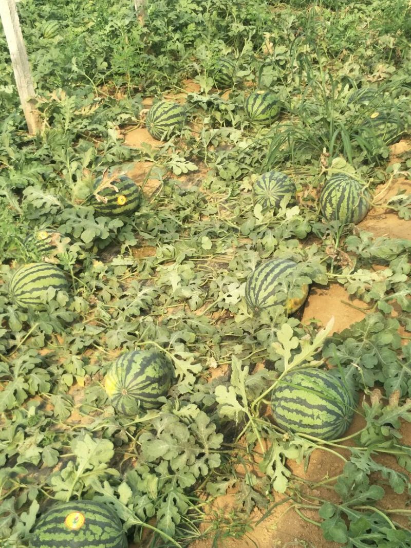 京欣西瓜甜王6斤打底9成熟1茬