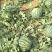 京欣西瓜甜王6斤打底9成熟1茬