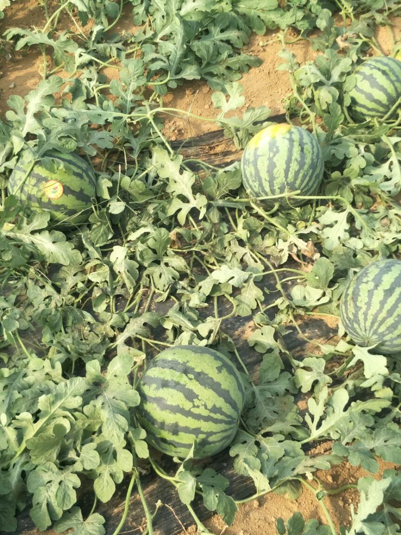 京欣西瓜甜王6斤打底9成熟1茬