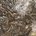 青虾活虾26~30只/kg