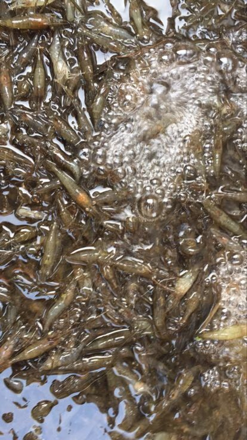 青虾活虾26~30只/kg