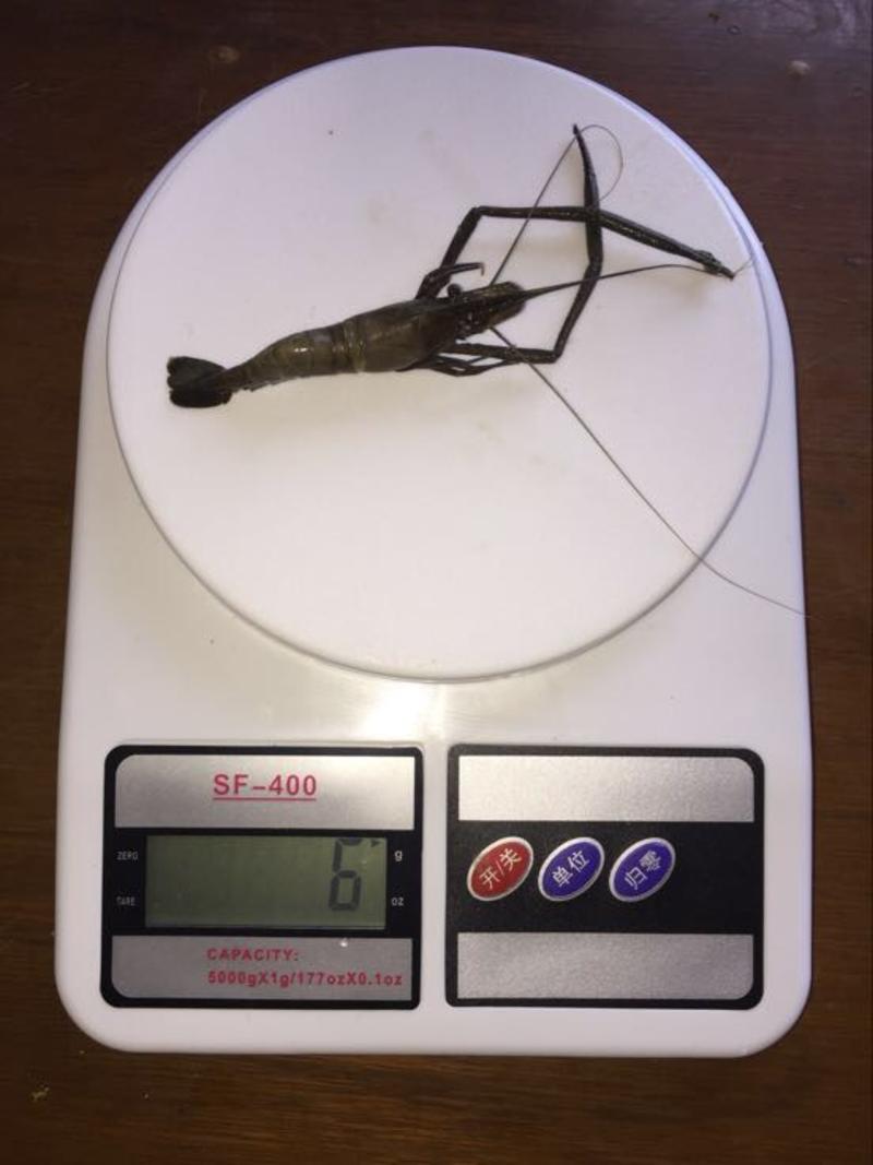 青虾活虾26~30只/kg