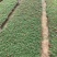 太阳花基地直供质优价廉欢迎实地考察