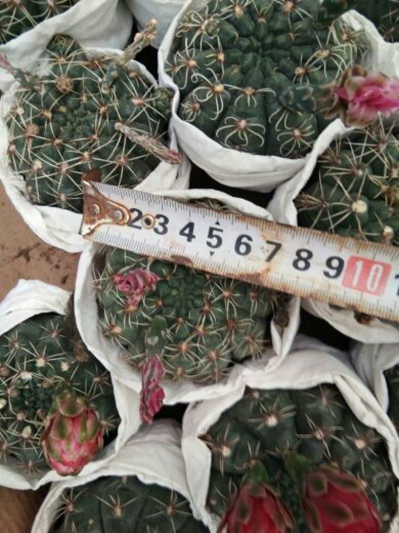 福建省龙海市九湖镇，菲花玉有24装，35装，40装，