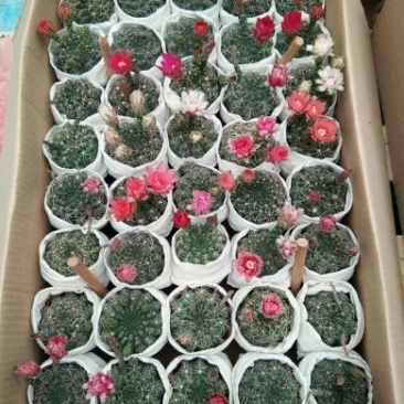 福建省龙海市九湖镇，菲花玉有24装，35装，40装，