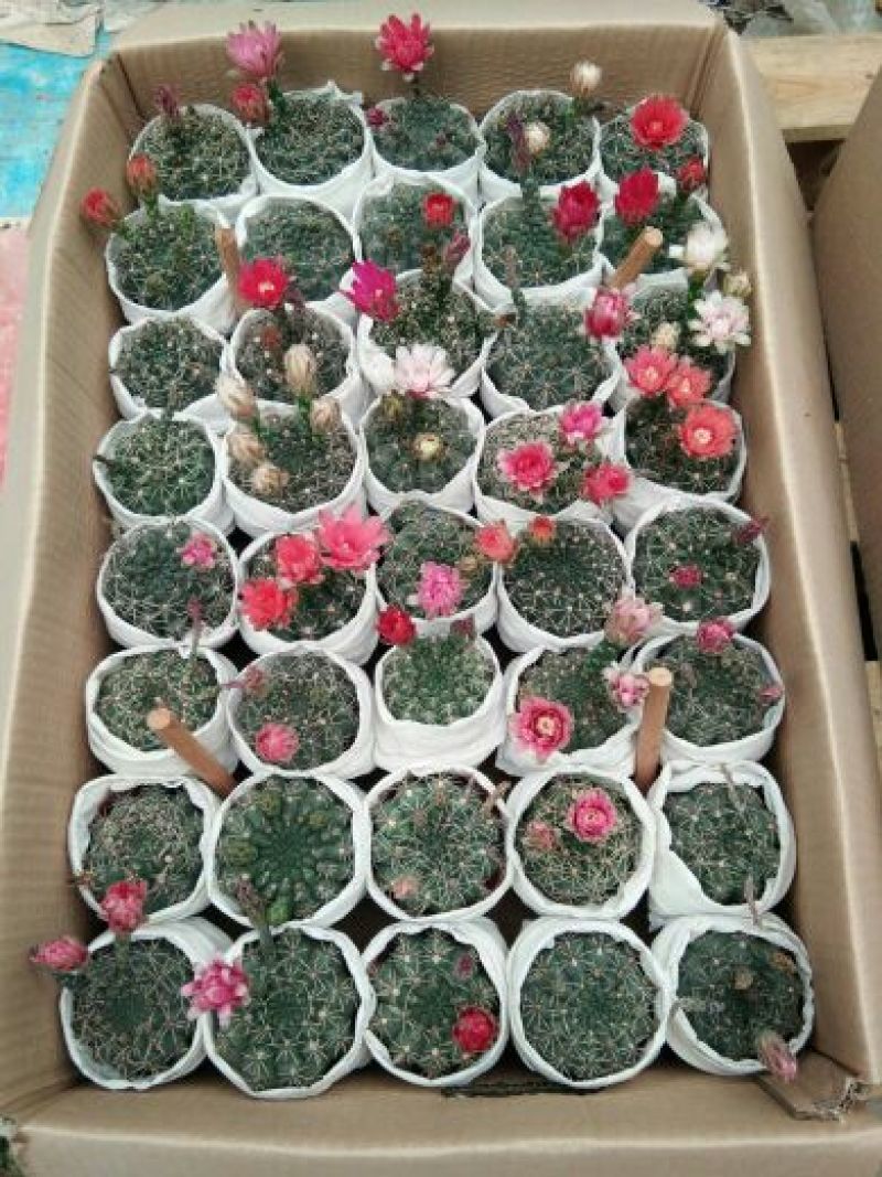 福建省龙海市九湖镇，菲花玉有24装，35装，40装，