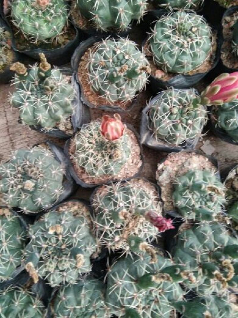 福建省龙海市九湖镇，菲花玉有24装，35装，40装，