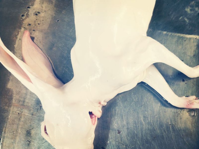 3斤以上汤皮兔肉根据客户要求