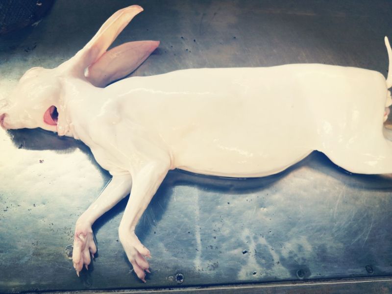3斤以上汤皮兔肉根据客户要求