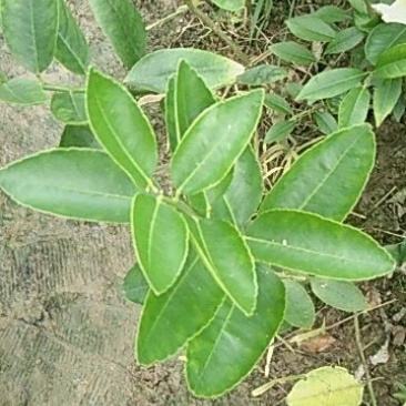青柠檬苗