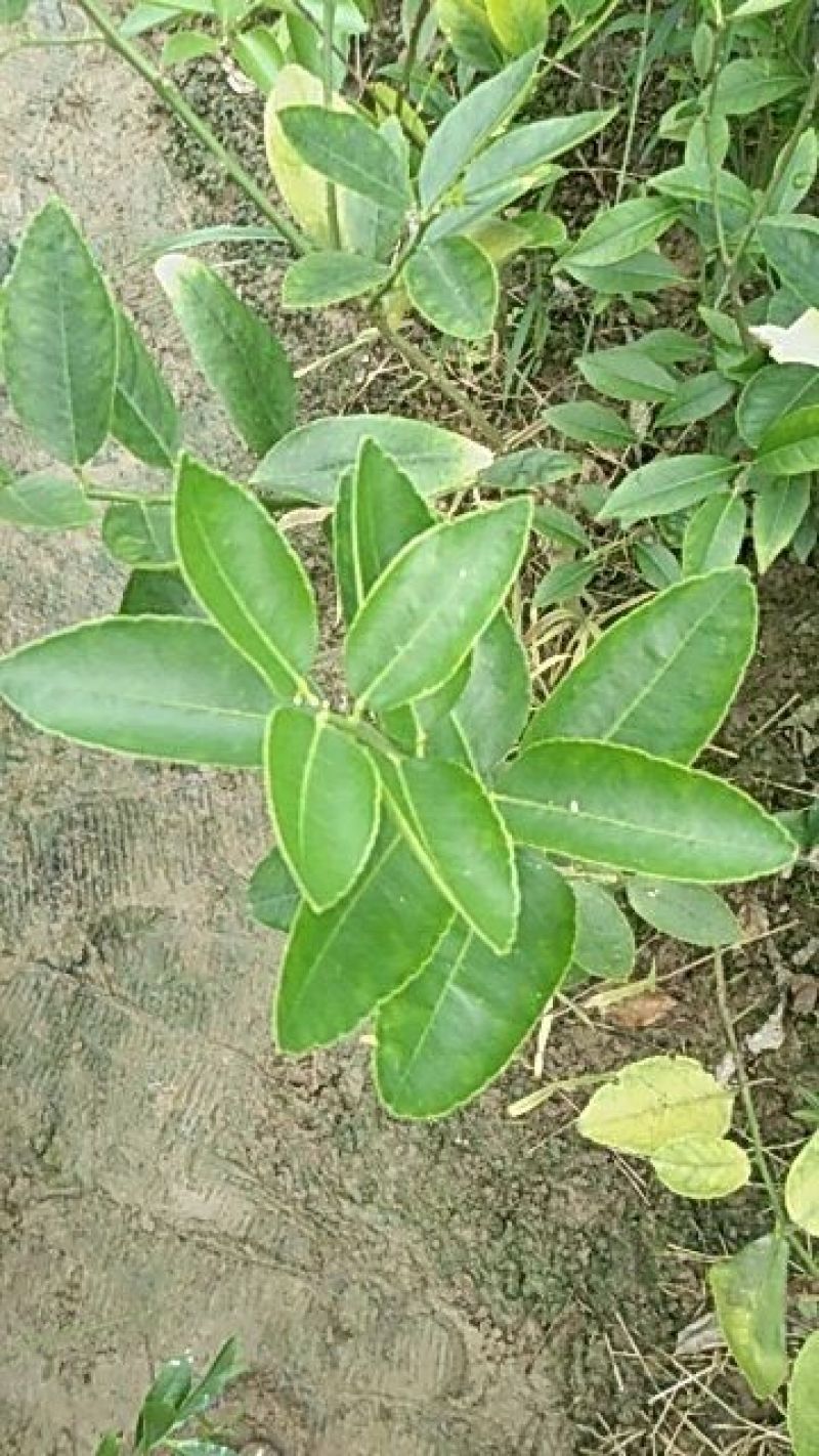 青柠檬苗