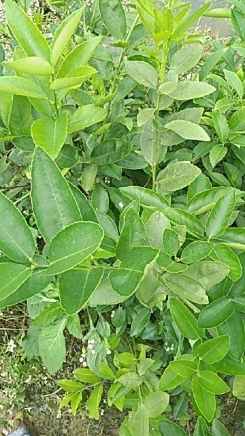 青柠檬苗