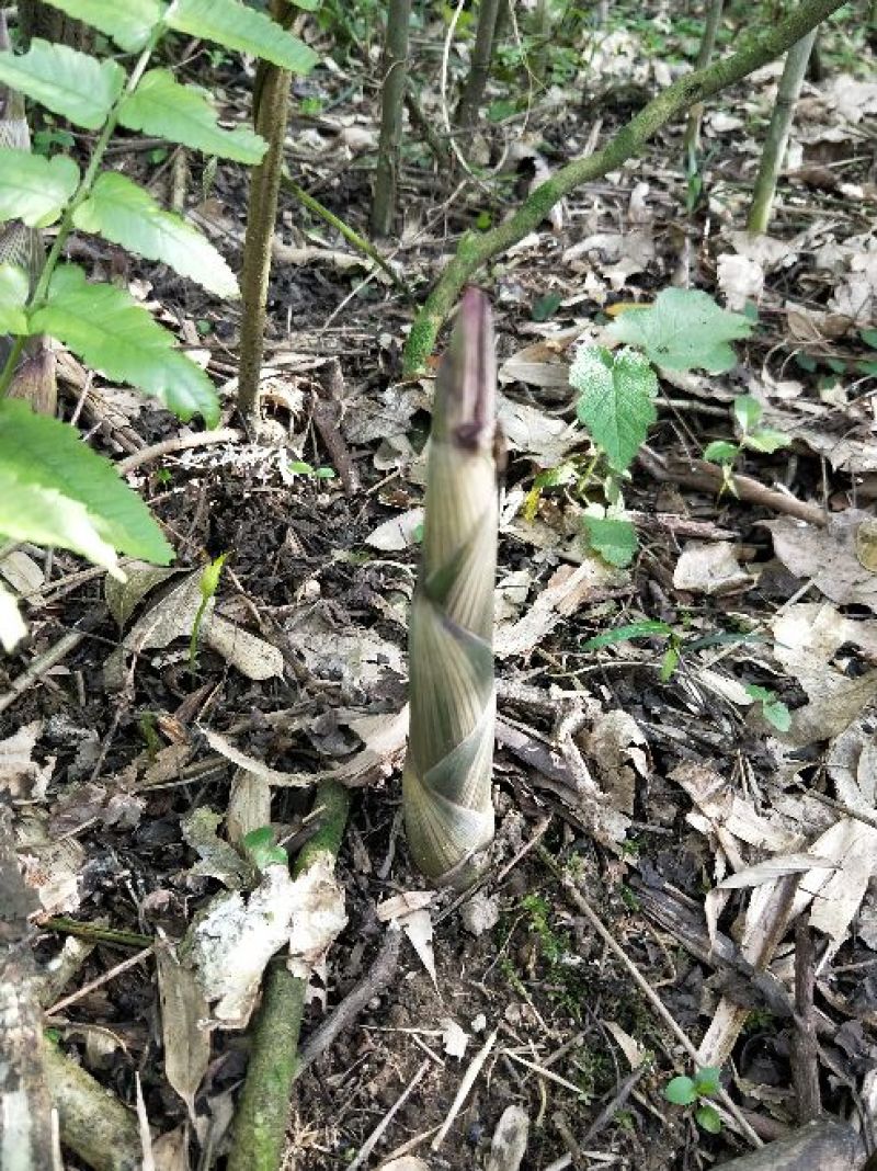 小竹笋