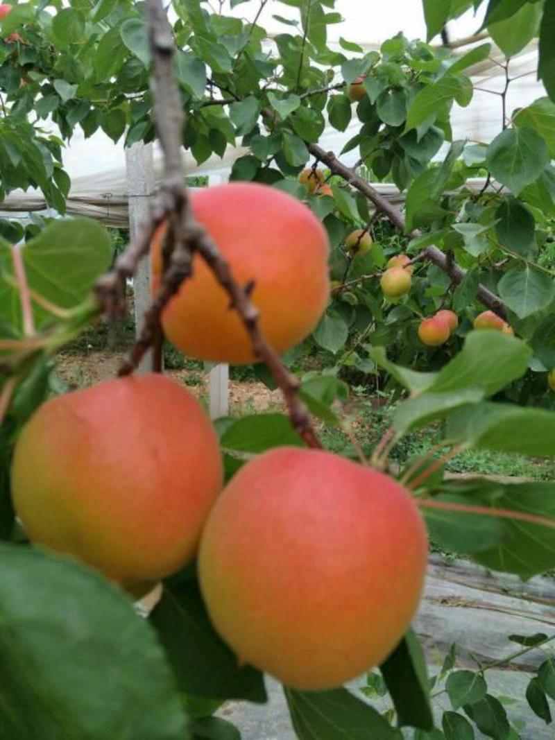 丰园红杏45mm以上，色泽光亮，个大味美，产地直发