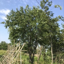 丛生朴树供应大规格原生移栽丛生朴树。。