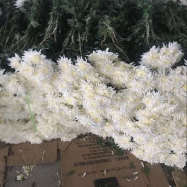 菊花
