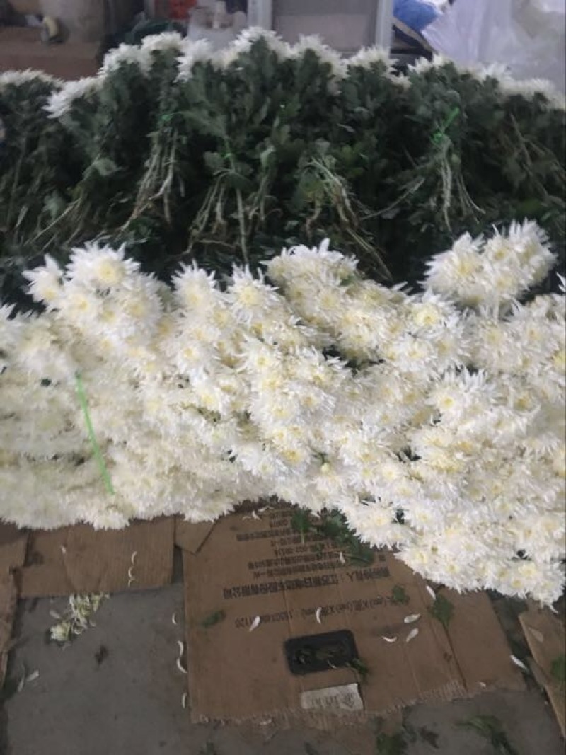 菊花