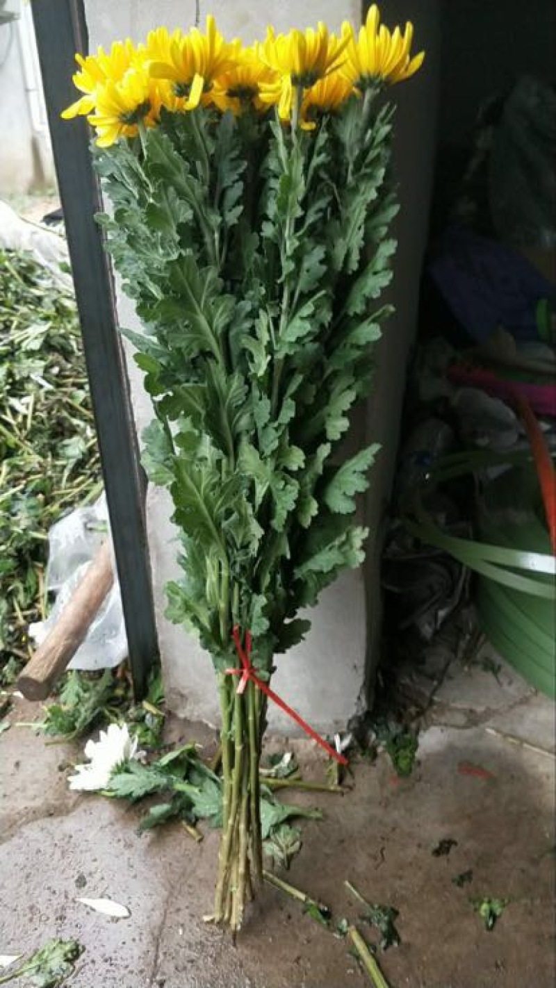 菊花
