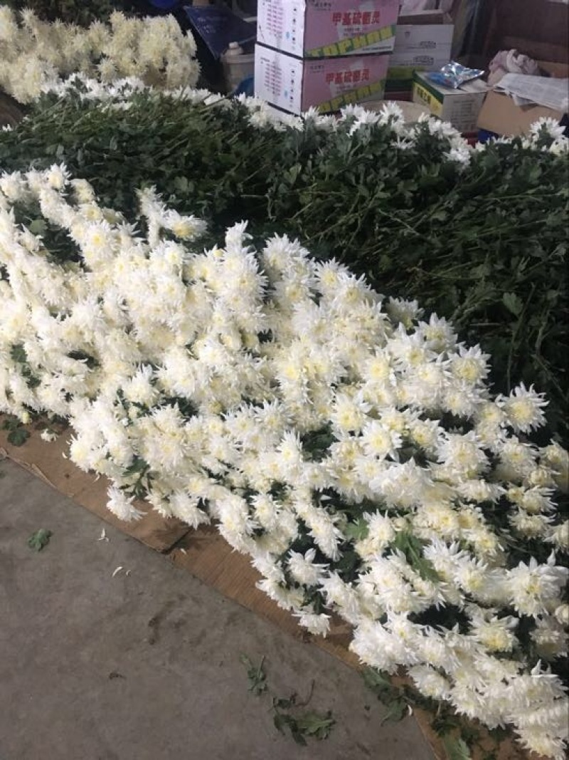 菊花