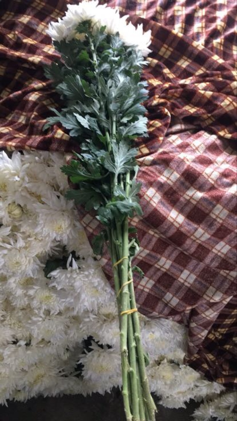菊花